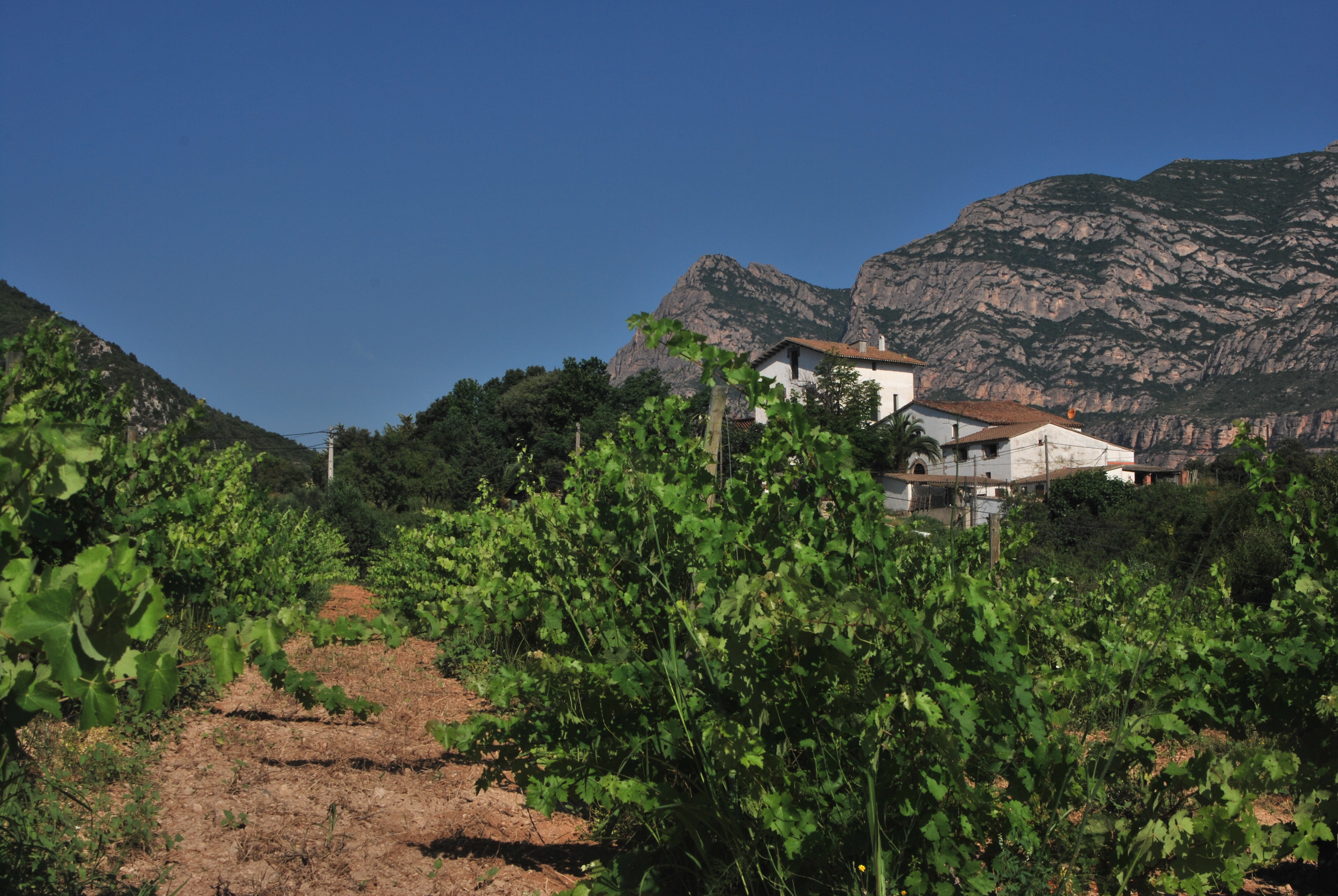 Montserrat Vineyard